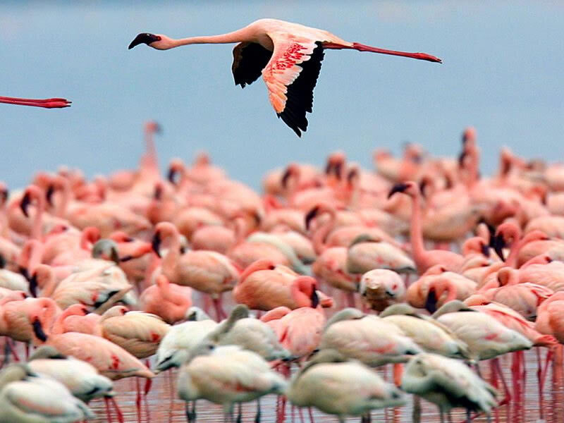 Can I Photograph Birds During Safari?