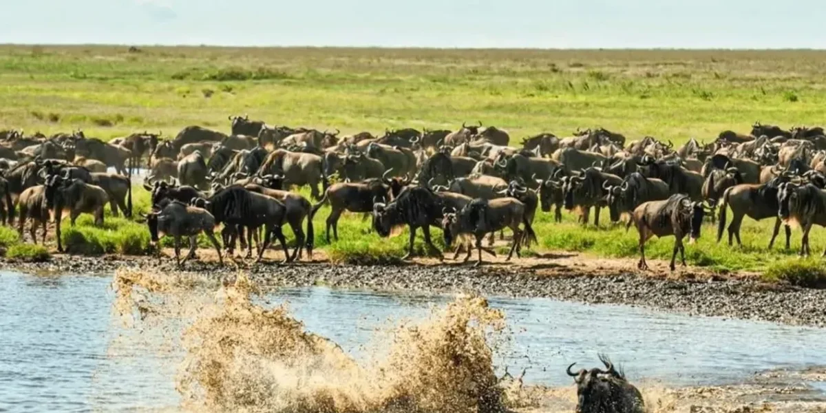 Can I See the Great Migration in the Serengeti Year-Round?