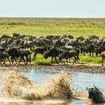 Can I See the Great Migration in the Serengeti Year-Round?
