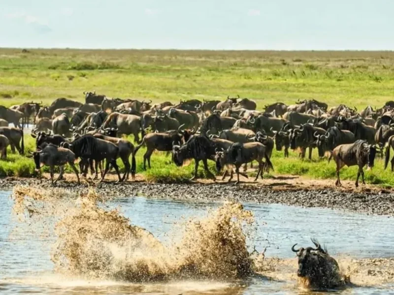 Can I See the Great Migration in the Serengeti Year-Round?