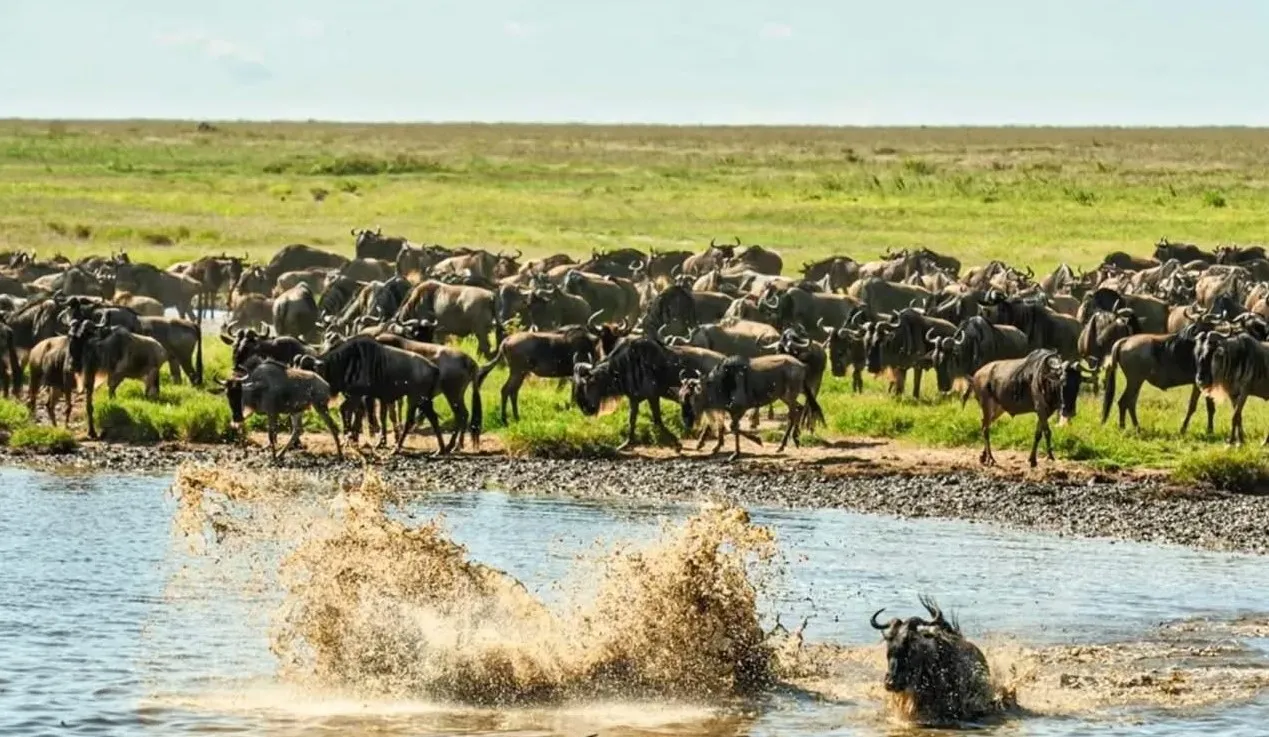 Can I See the Great Migration in the Serengeti Year-Round?