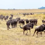 How Many Animals Participate in the Great Migration?