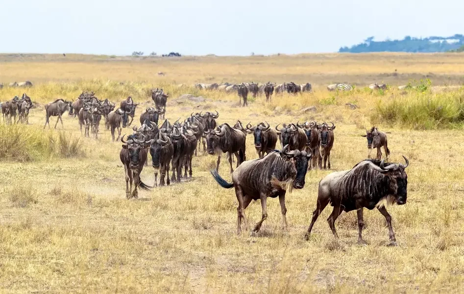How Many Animals Participate in the Great Migration?