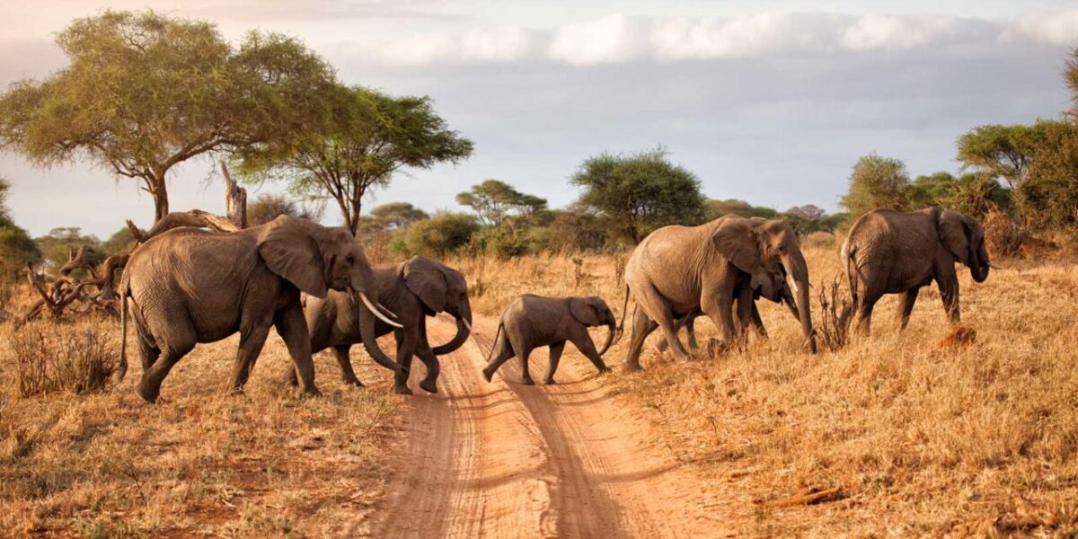 How Many Days Do I Need for a Good Safari in Kenya or Tanzania?