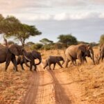 How Many Days Do I Need for a Good Safari in Kenya or Tanzania?