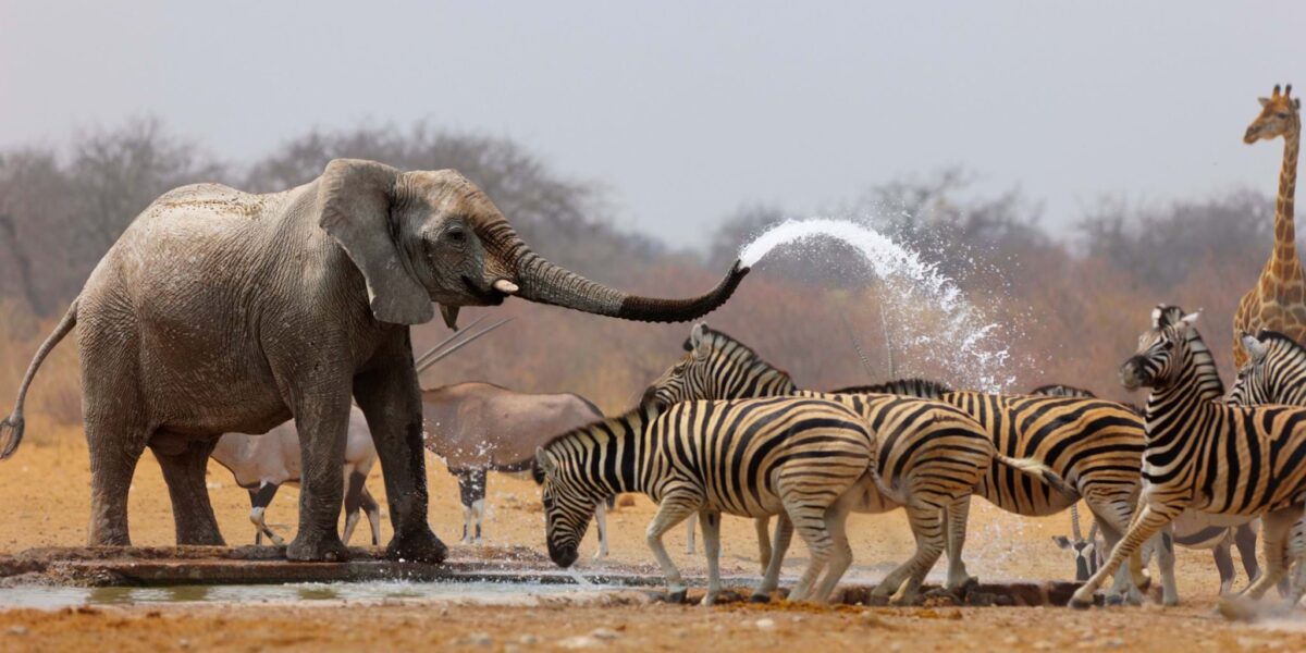 Is Drinking Water Safe in Safari Destinations?