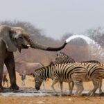Is Drinking Water Safe in Safari Destinations?