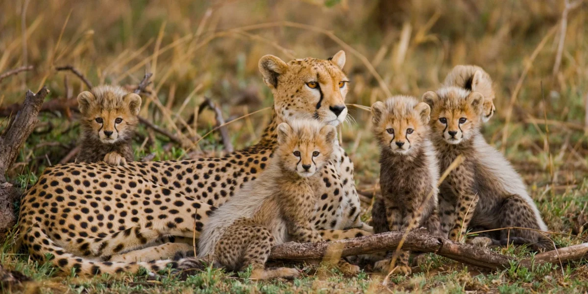 Is It Safe to Go on Safari in Kenya and Tanzania?