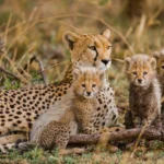 Is It Safe to Go on Safari in Kenya and Tanzania?