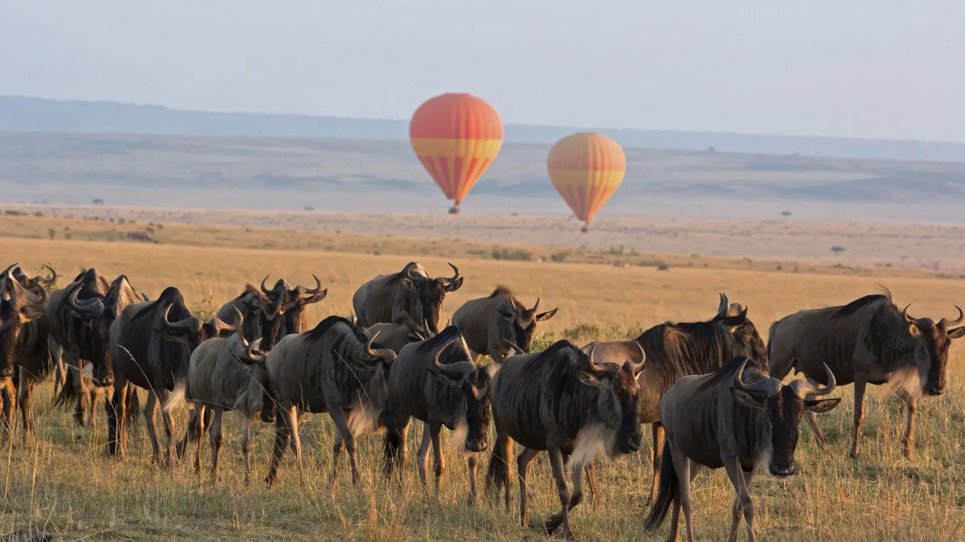 Where Can I Go Hot-Air Ballooning in Kenya?
