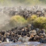 Great Migration