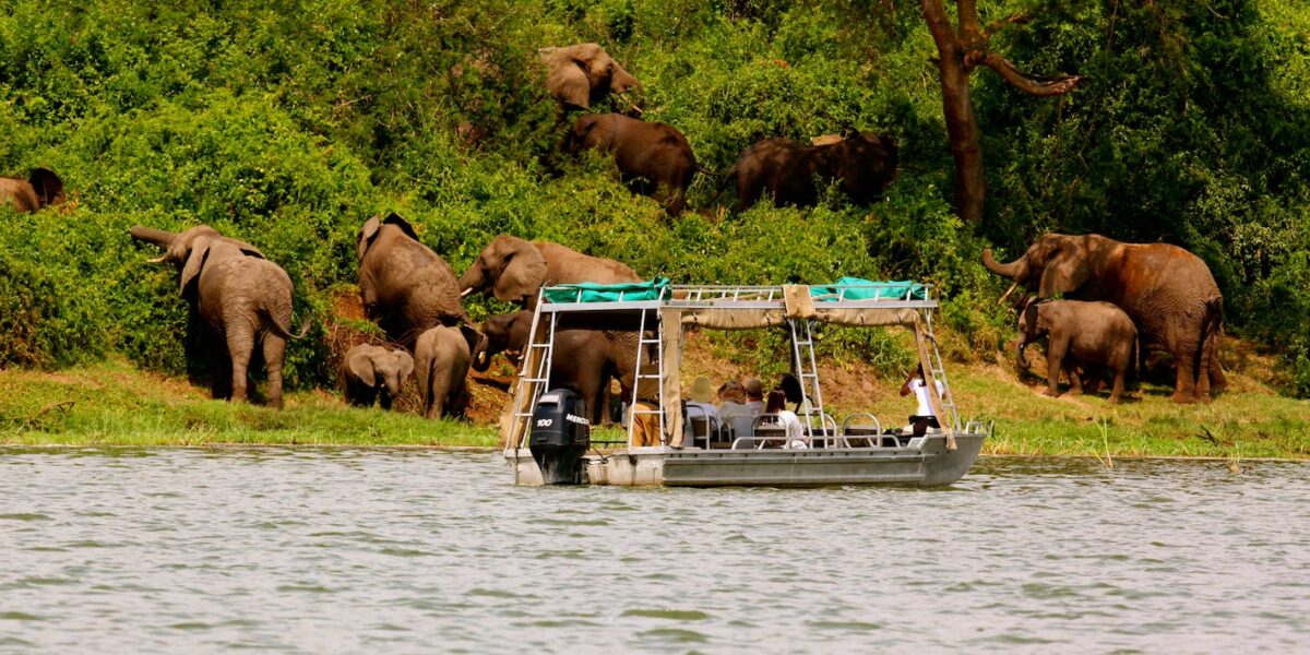 What Are the Best Months for Wildlife Viewing in Uganda?