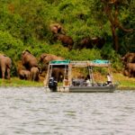What Are the Best Months for Wildlife Viewing in Uganda?