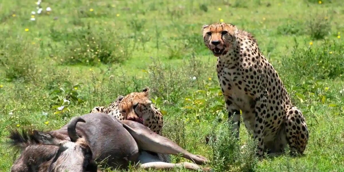 What Are the Chances of Seeing a Predator Kill?