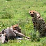 What Are the Chances of Seeing a Predator Kill?