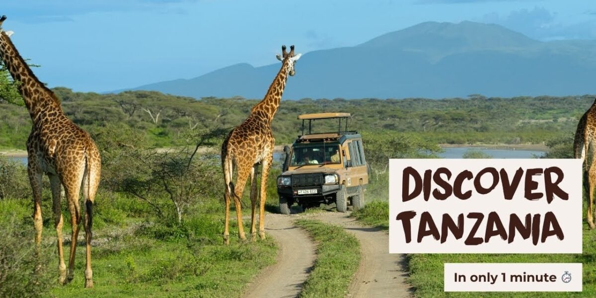 What Is the Best Time to Visit East Africa for a Tanzania or Kenya Safari?