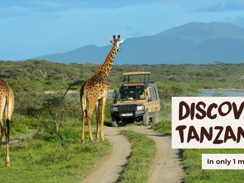 What Is the Best Time to Visit East Africa for a Tanzania or Kenya Safari?