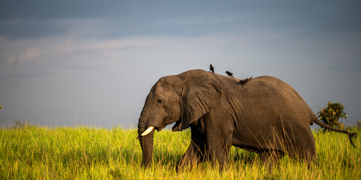 What Is the Difference Between a Kenya Safari and a Tanzania Safari