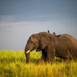 What Is the Difference Between a Kenya Safari and a Tanzania Safari