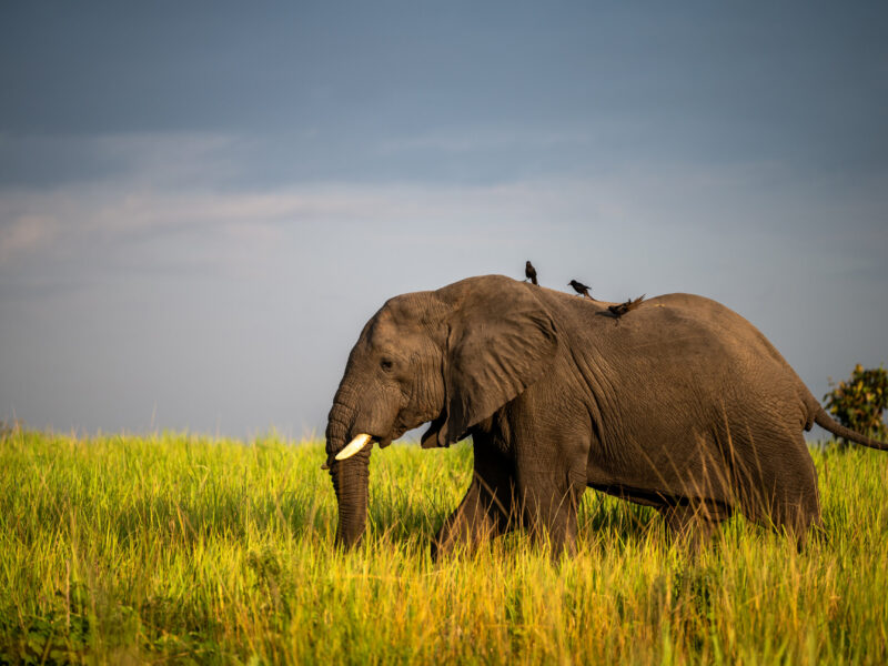 What Is the Difference Between a Kenya Safari and a Tanzania Safari