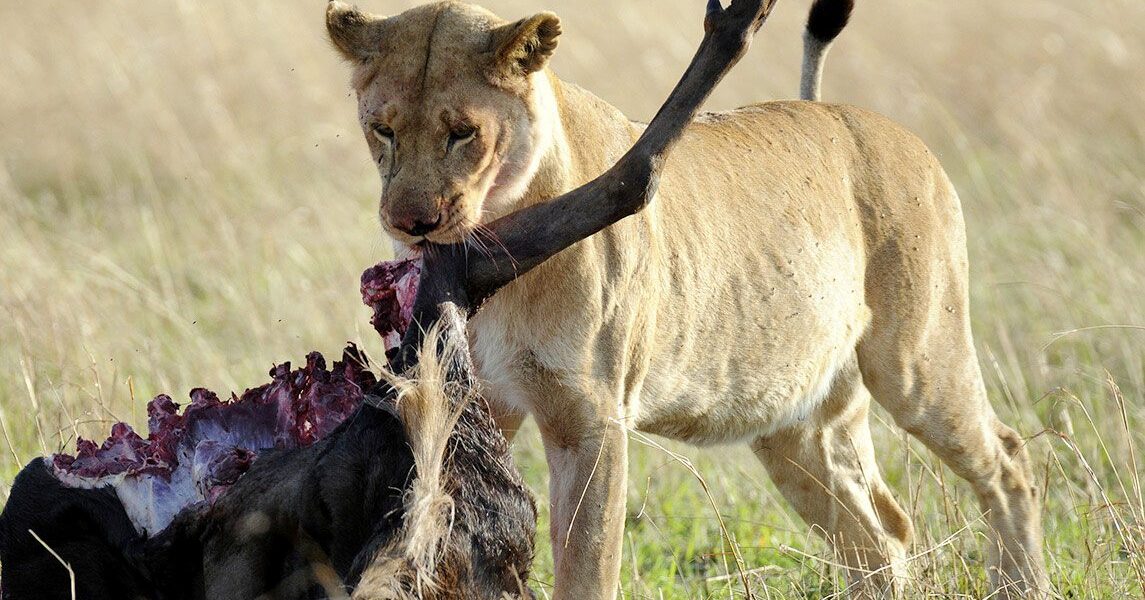 What Predators Can Be Seen During the Great Migration Expedition?