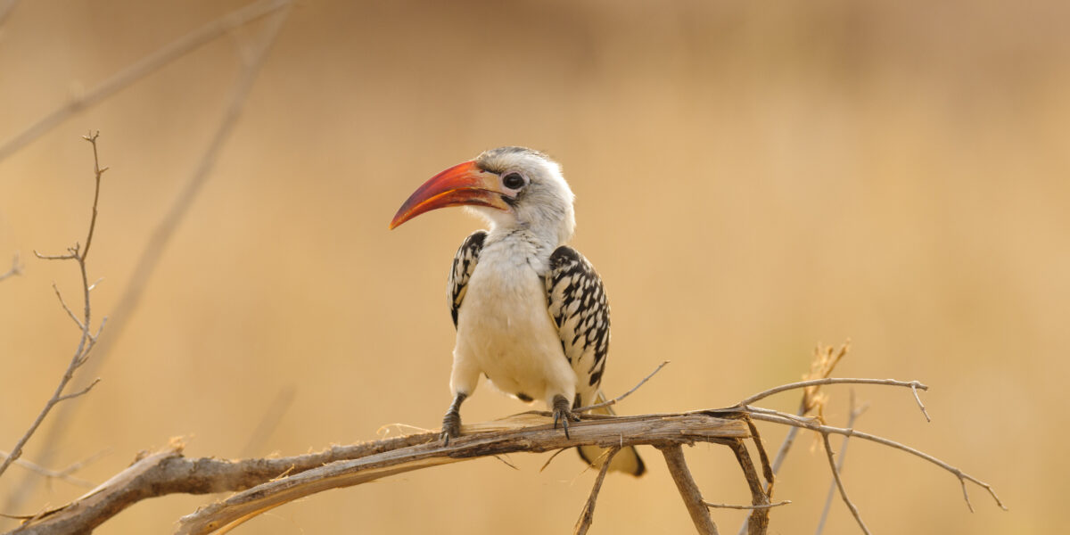 What Rare Bird Species Can Be Spotted During Kenya & Tanzania Safaris?