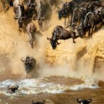 What is the Best Month to Witness the Mara River Crossing?