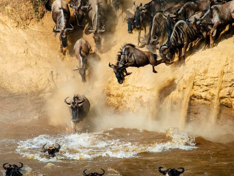 What is the Best Month to Witness the Mara River Crossing?