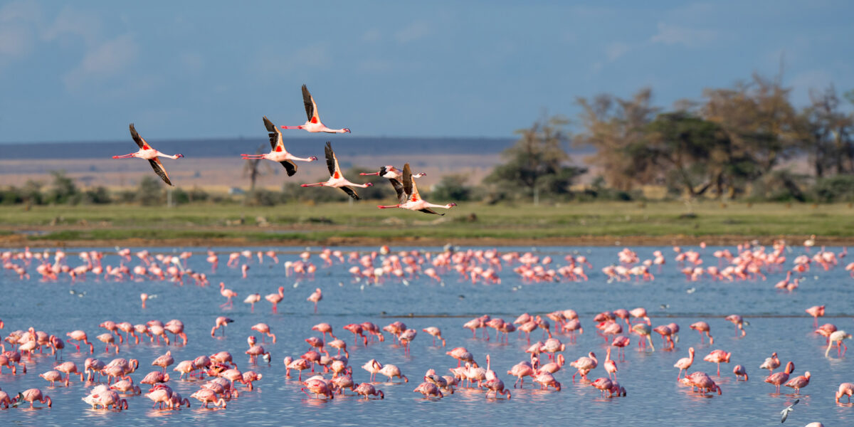 Flamingo Migration In East Africa