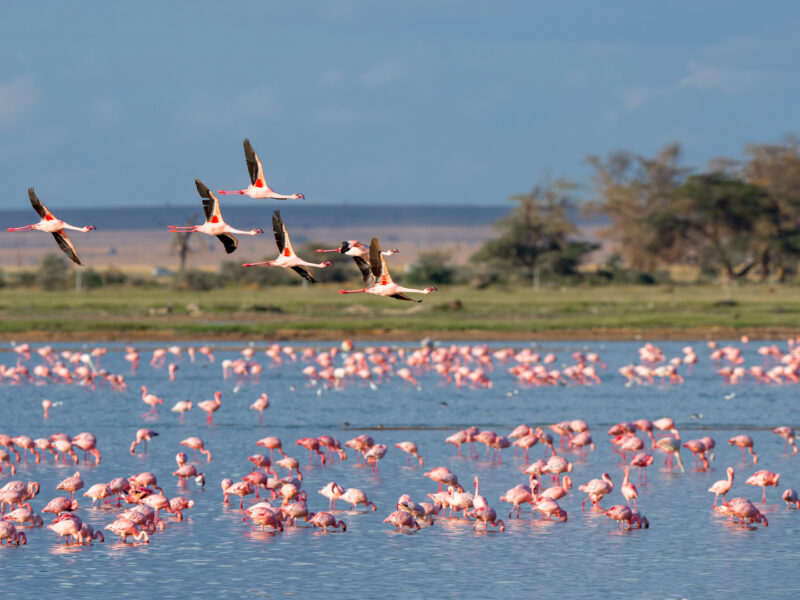 Flamingo Migration In East Africa