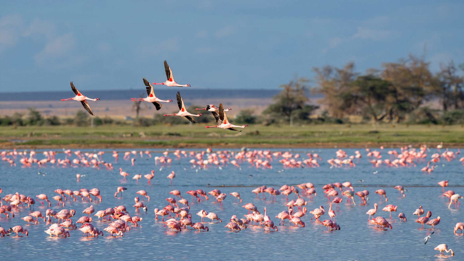 Flamingo Migration In East Africa