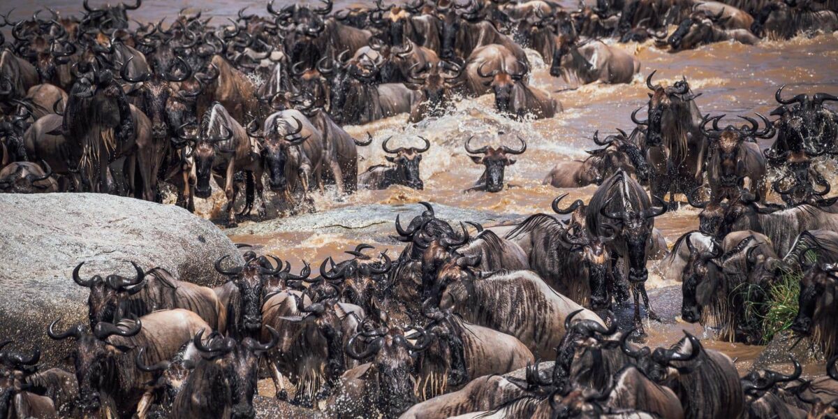 What is the Great Migration For a Kenya and Tanzania Safaris?