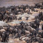 What is the Great Migration For a Kenya and Tanzania Safaris?