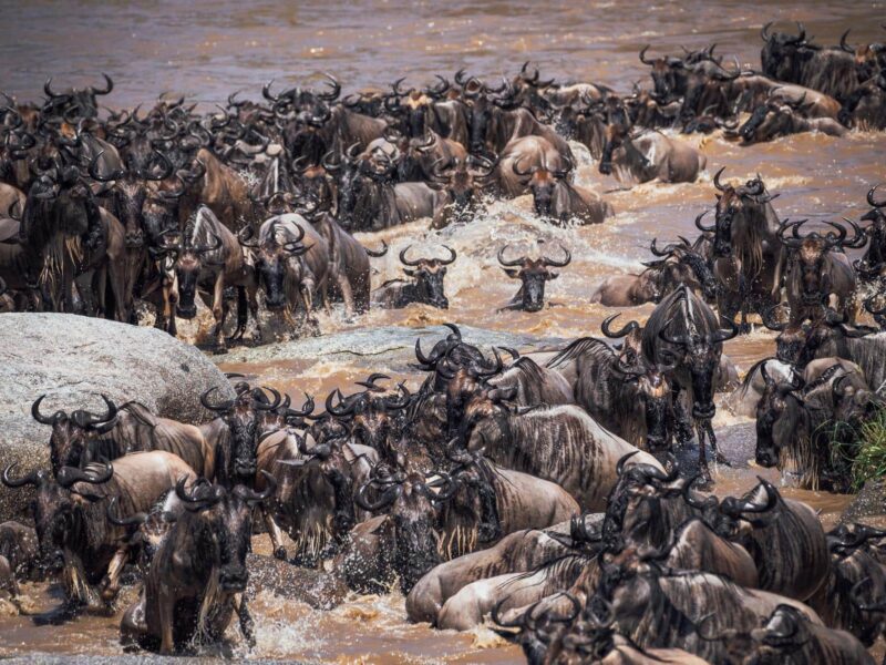 What is the Great Migration For a Kenya and Tanzania Safaris?