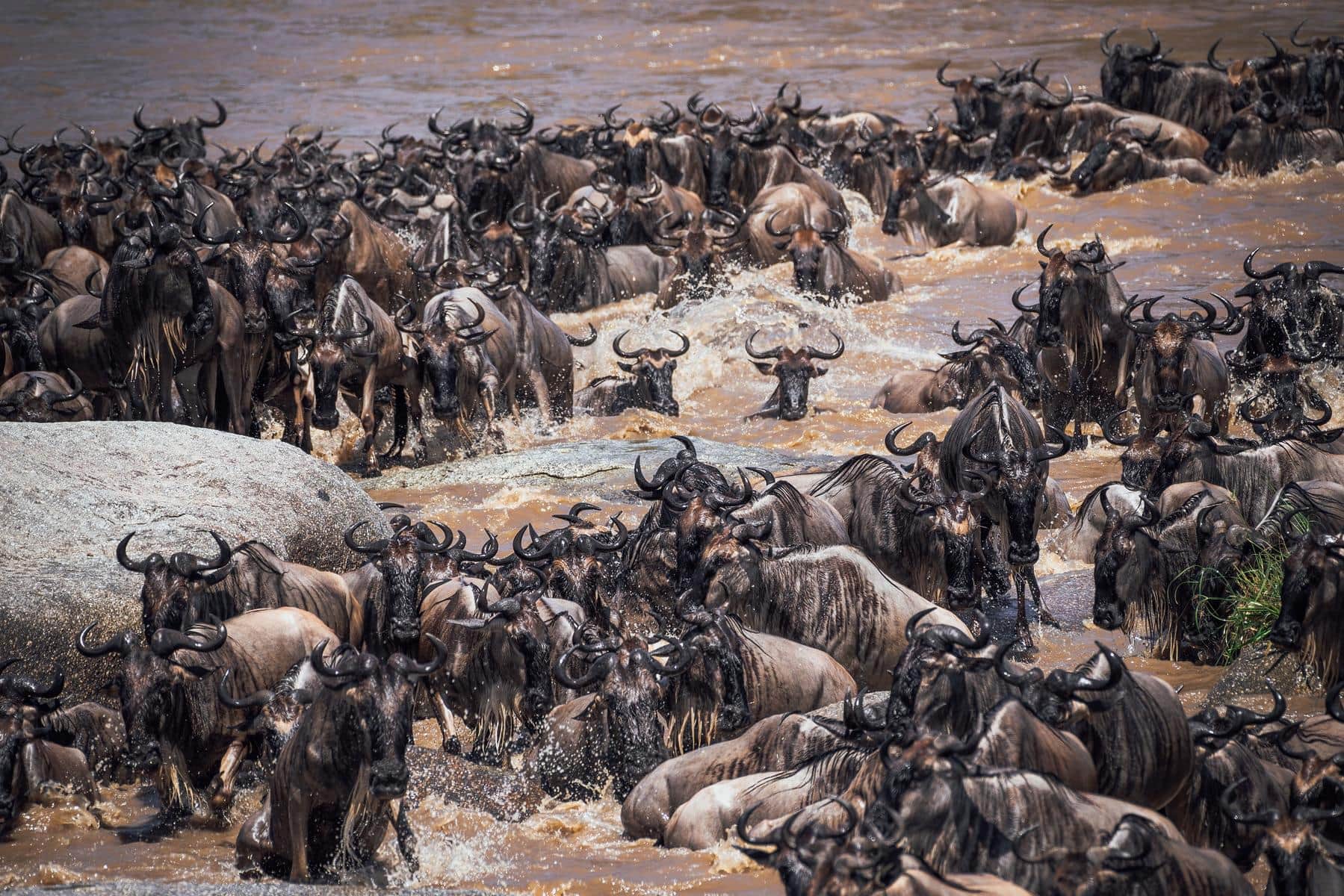 Serengeti Safari in May