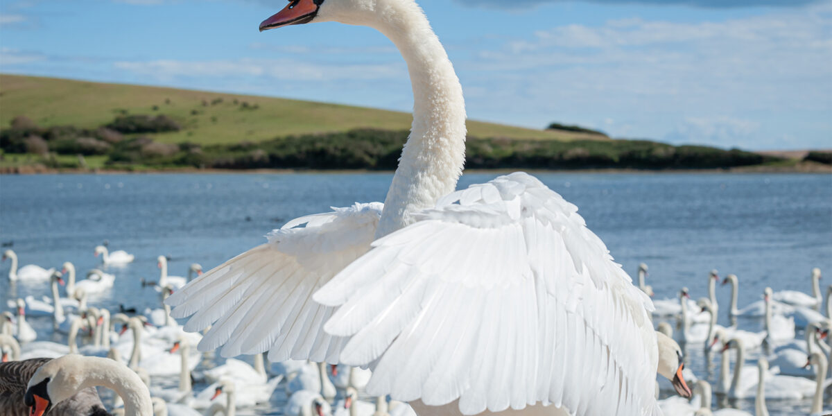 What’s the Best Time to See Migratory Birds