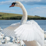 What’s the Best Time to See Migratory Birds