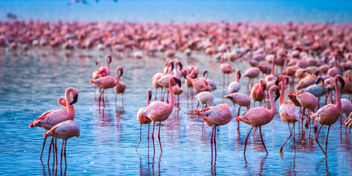 Where Can I See Flamingos in East Africa