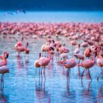 Where Can I See Flamingos in East Africa