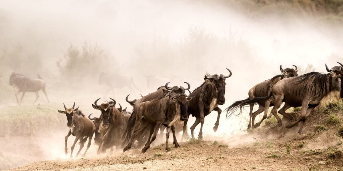 Where Can I See the Great Migration in Kenya?