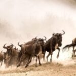 Where Can I See the Great Migration in Kenya?