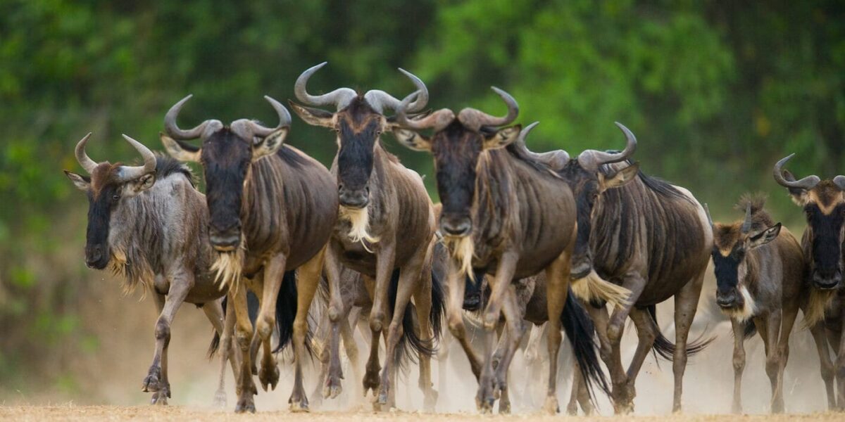 Where Can I See the Great Migration in Tanzania?