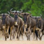 Where Can I See the Great Migration in Tanzania?