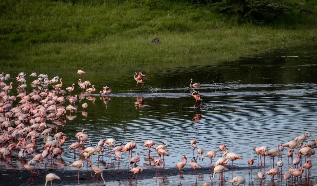 Which Parks Offer the Best Birding Opportunities Between Kenya and Tanzania
