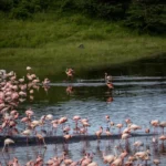 Which Parks Offer the Best Birding Opportunities Between Kenya and Tanzania