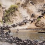 How Long Does the Mara River Crossings Last?