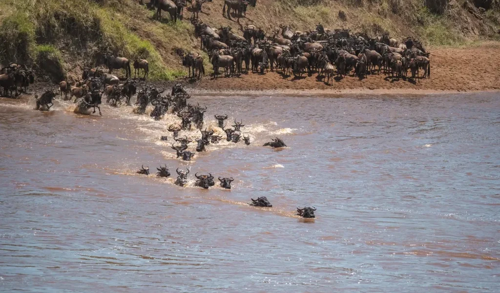 Which Side of the River is Best for Viewing the Crossings?