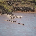 Which Side of the River is Best for Viewing the Crossings?