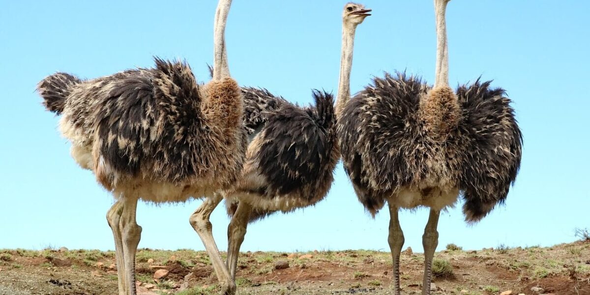 How Many Bird Species Are Found in Tanzania and Kenya?