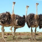 How Many Bird Species Are Found in Tanzania and Kenya?